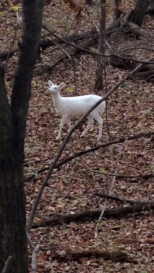 Iowa Deer Classic