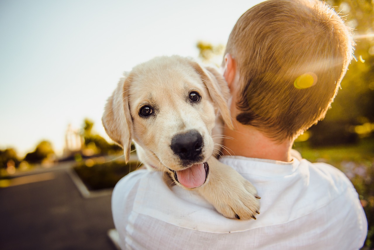 Pawsitively Effective: How Animal Events Are Driving Animal Adoption and Rescue Efforts