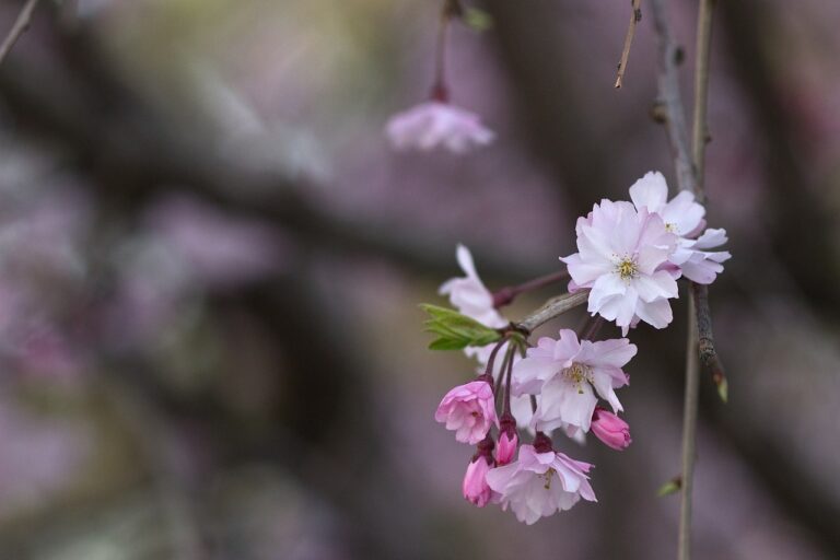 Cherry Blossom Festival - Japan