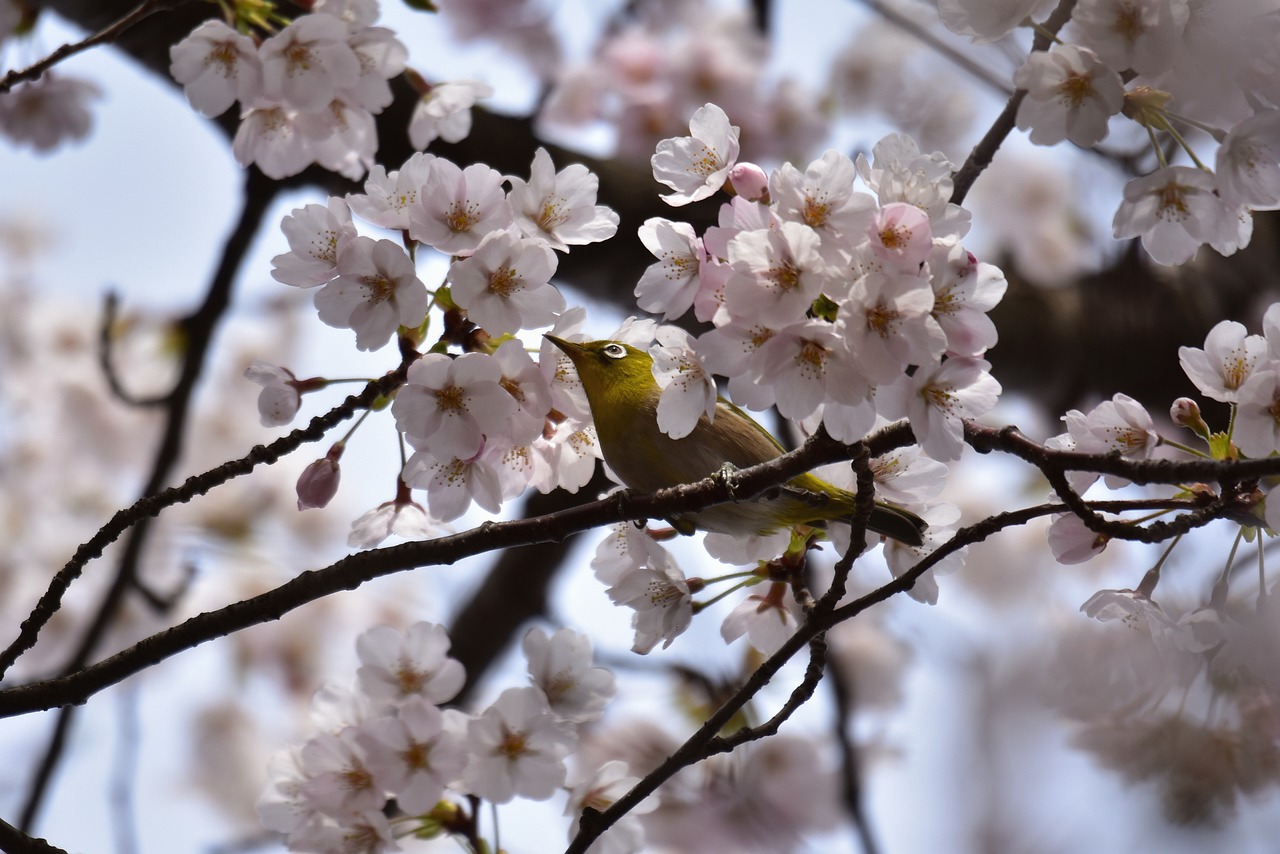 The most beautiful cherry blossom festivals in Japan