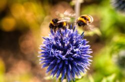 Bees in Flower Festivals
