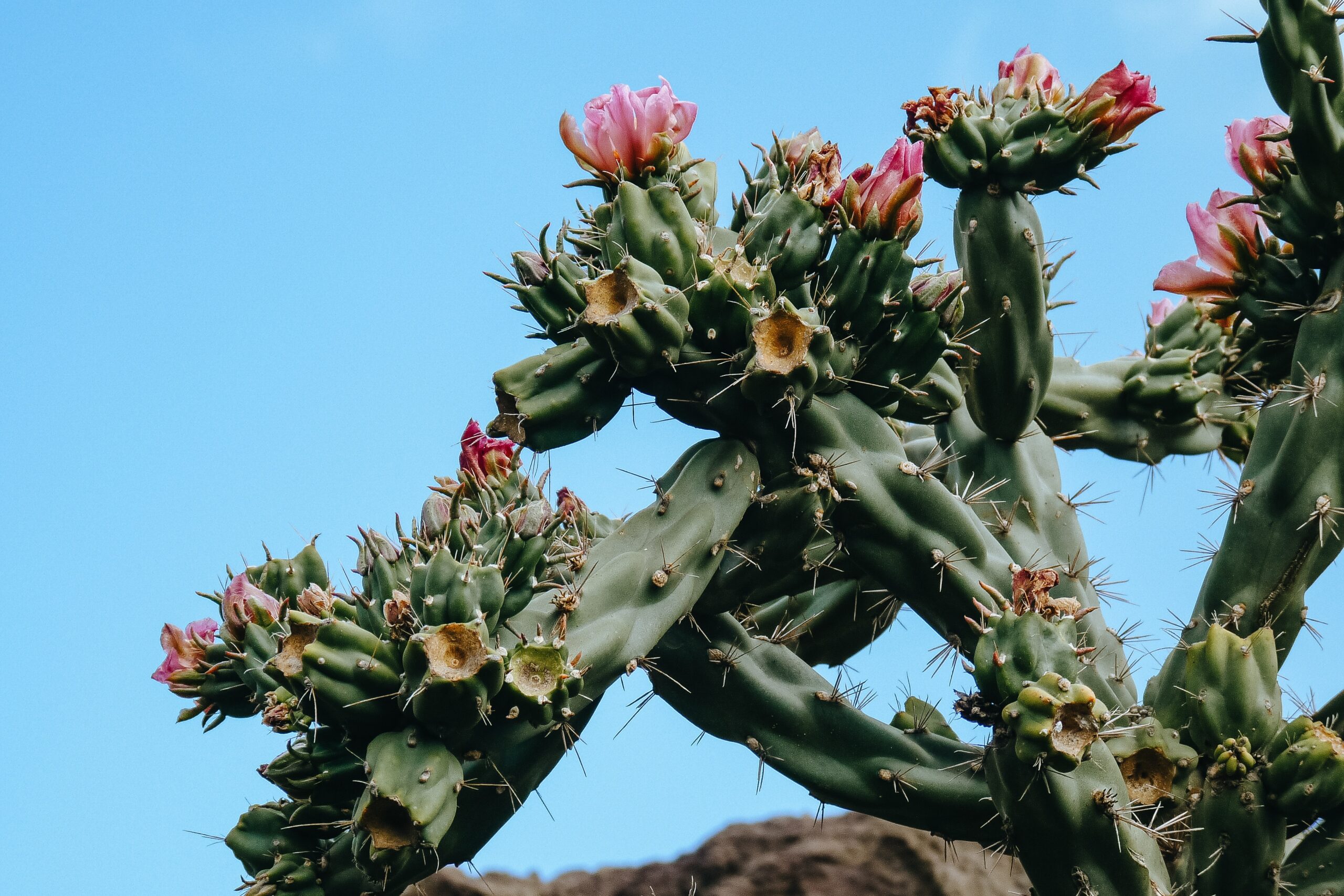 Impact of Climate Change on Flower Festivals