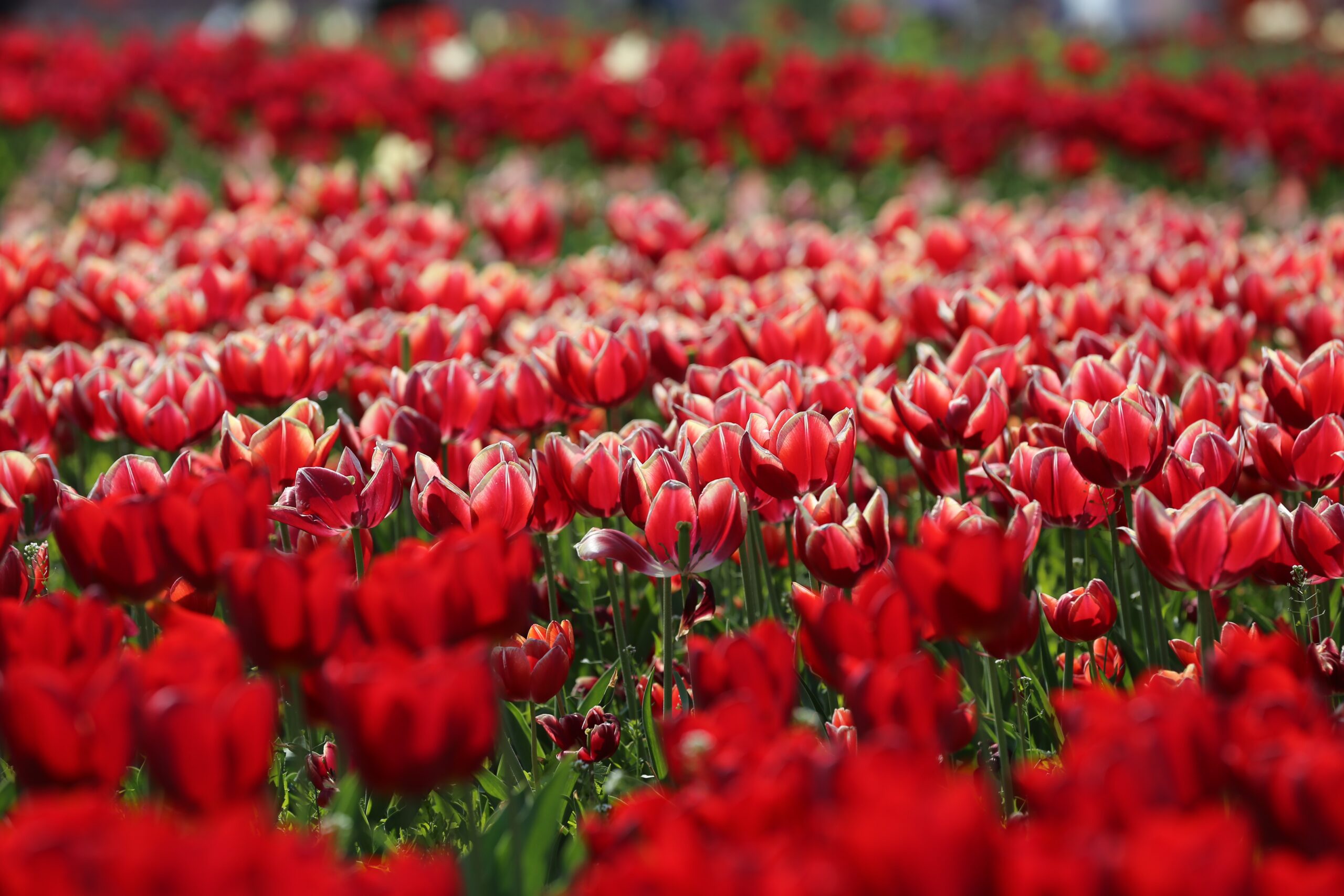 Netherlands Flower Festivals