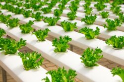 Discover the Future of Farming: Unpacking Agriculture Trade Shows and the Revolutionary Potential of Vertical Farming.