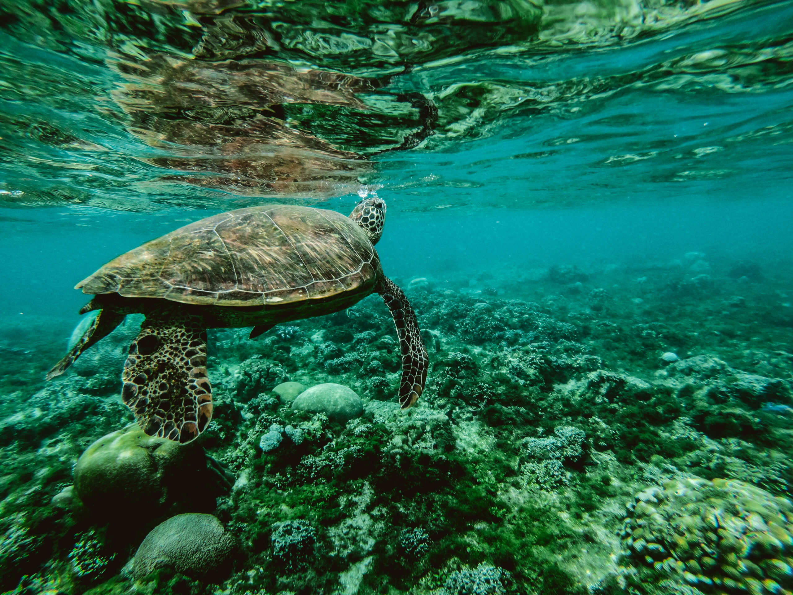 Exploring the Depths: A Comprehensive Guide to Underwater Marathons in Australia